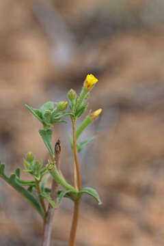 Image of whitestem blazingstar