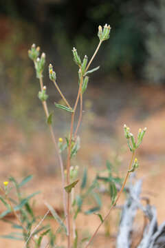 Image of whitestem blazingstar