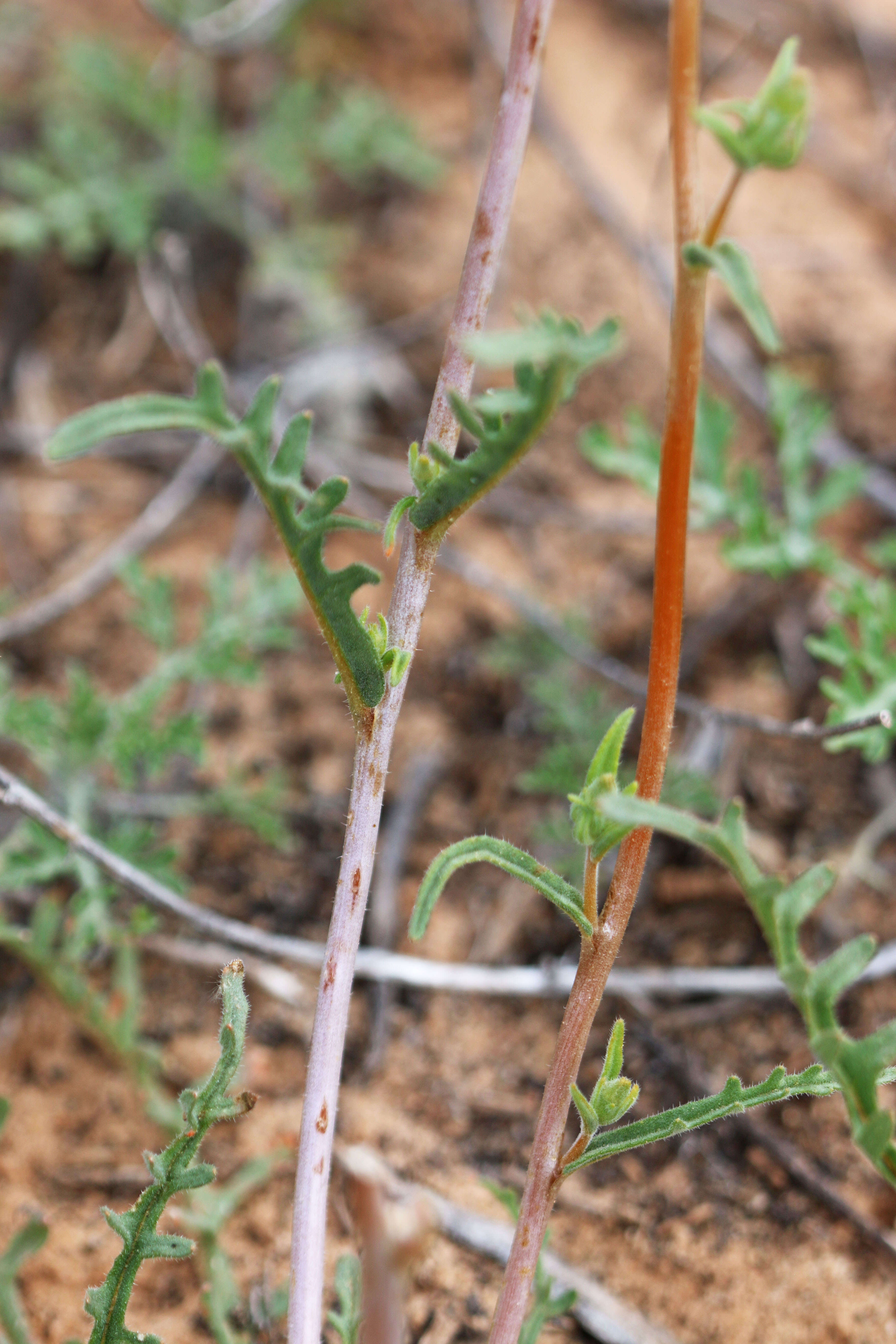 Image of whitestem blazingstar