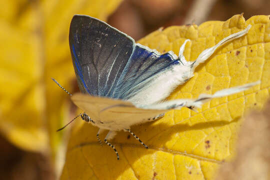 Image of Hypolycaena hatita anara Larsen 1983