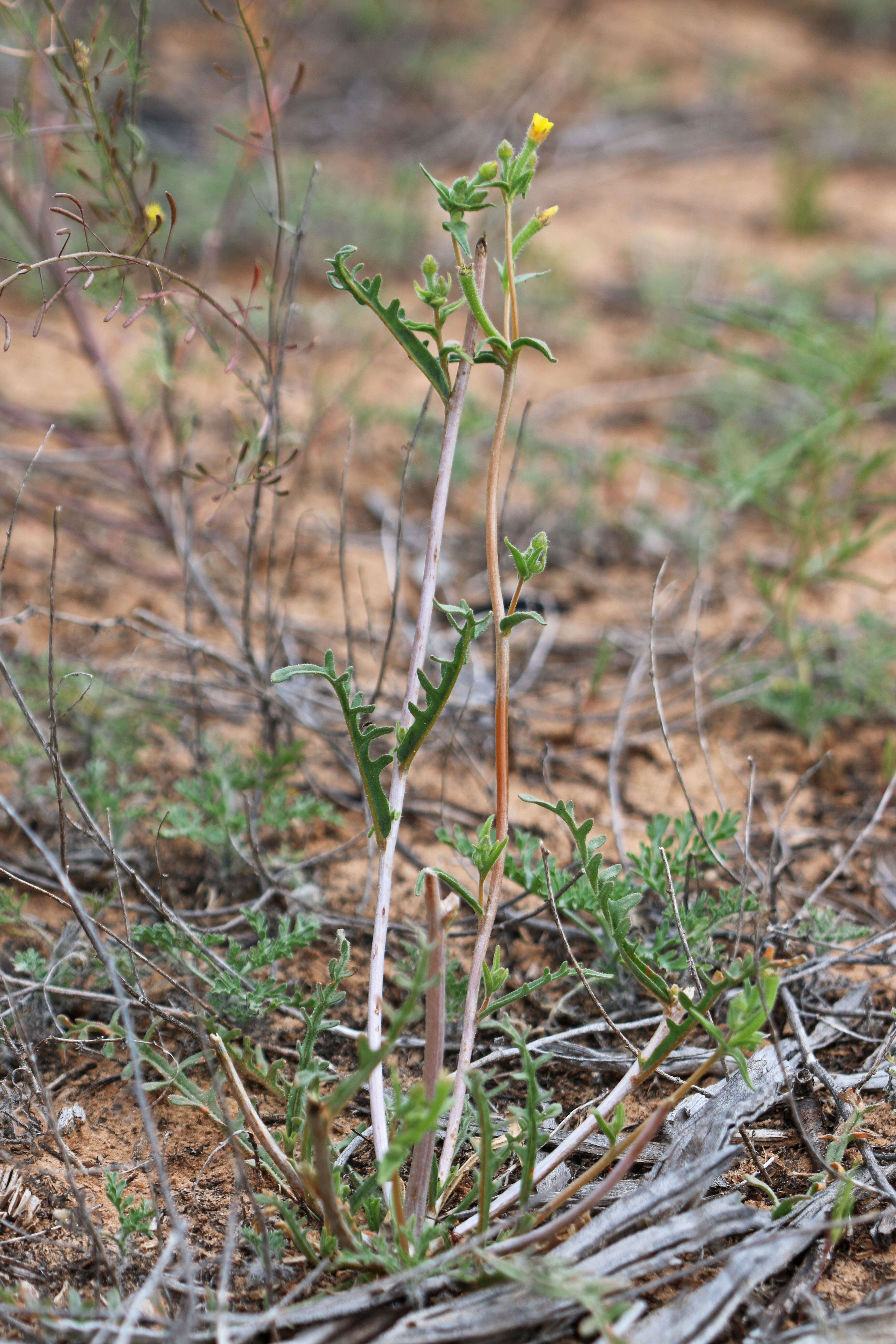 Image of whitestem blazingstar