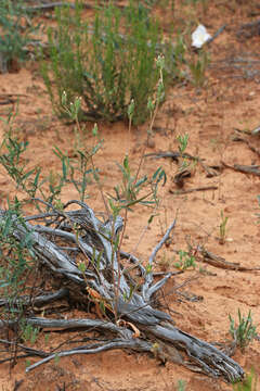 Image of whitestem blazingstar