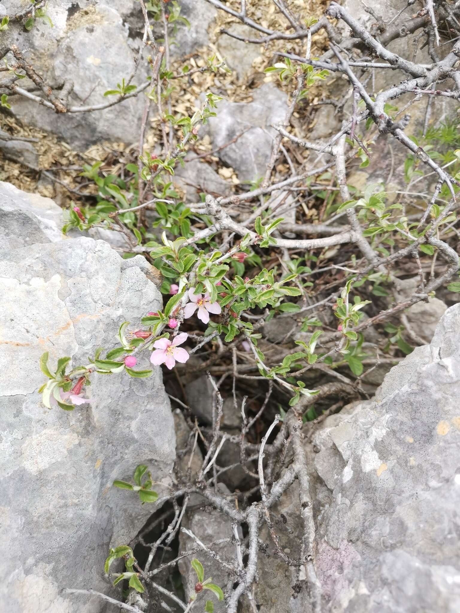 Image of Mountain cherry