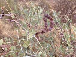 Image of Acacia pyrifolia DC.