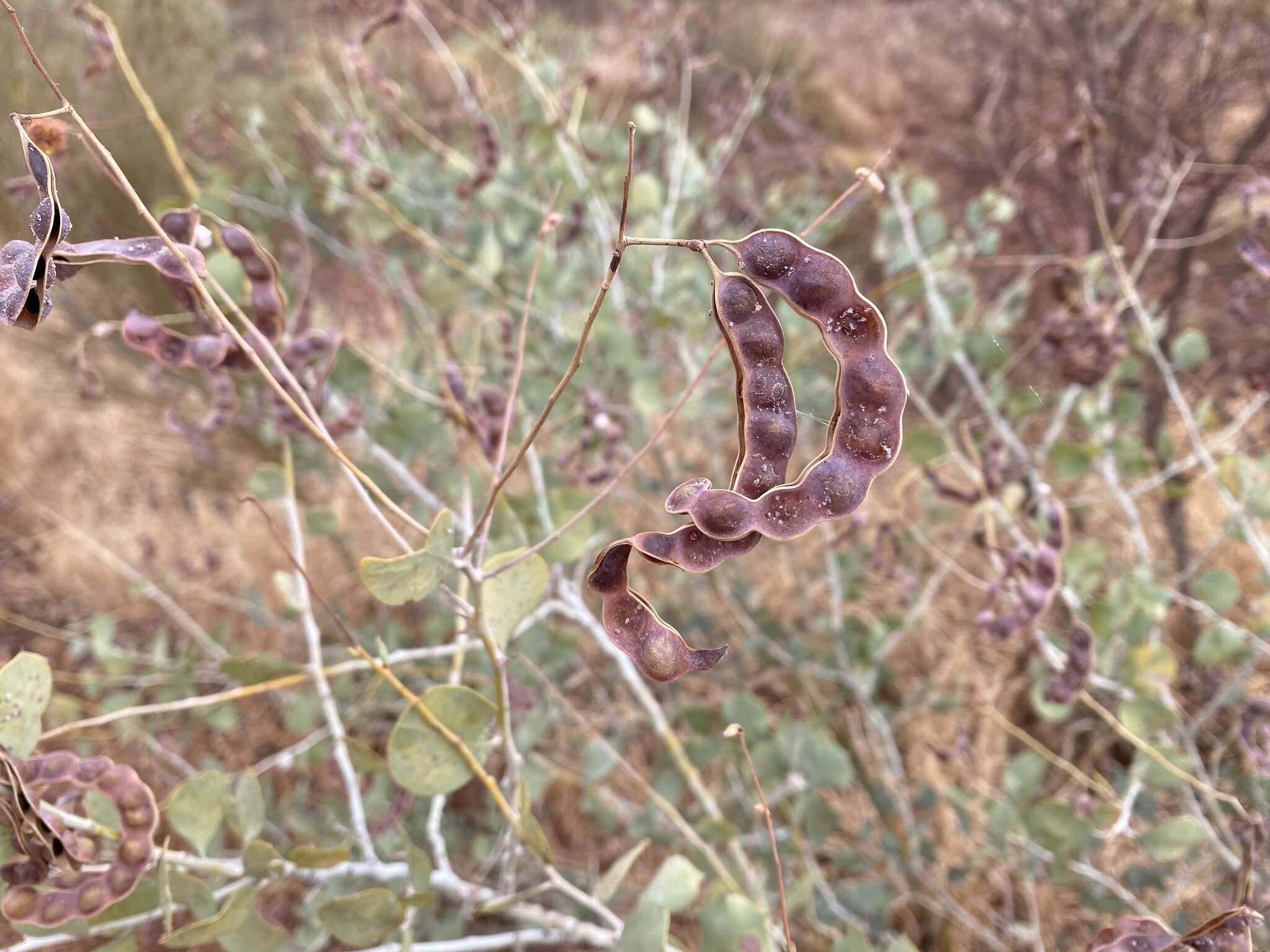 Image of Acacia pyrifolia DC.