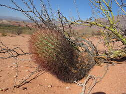 Imagem de Echinopsis thionantha (Speg.) Werderm.