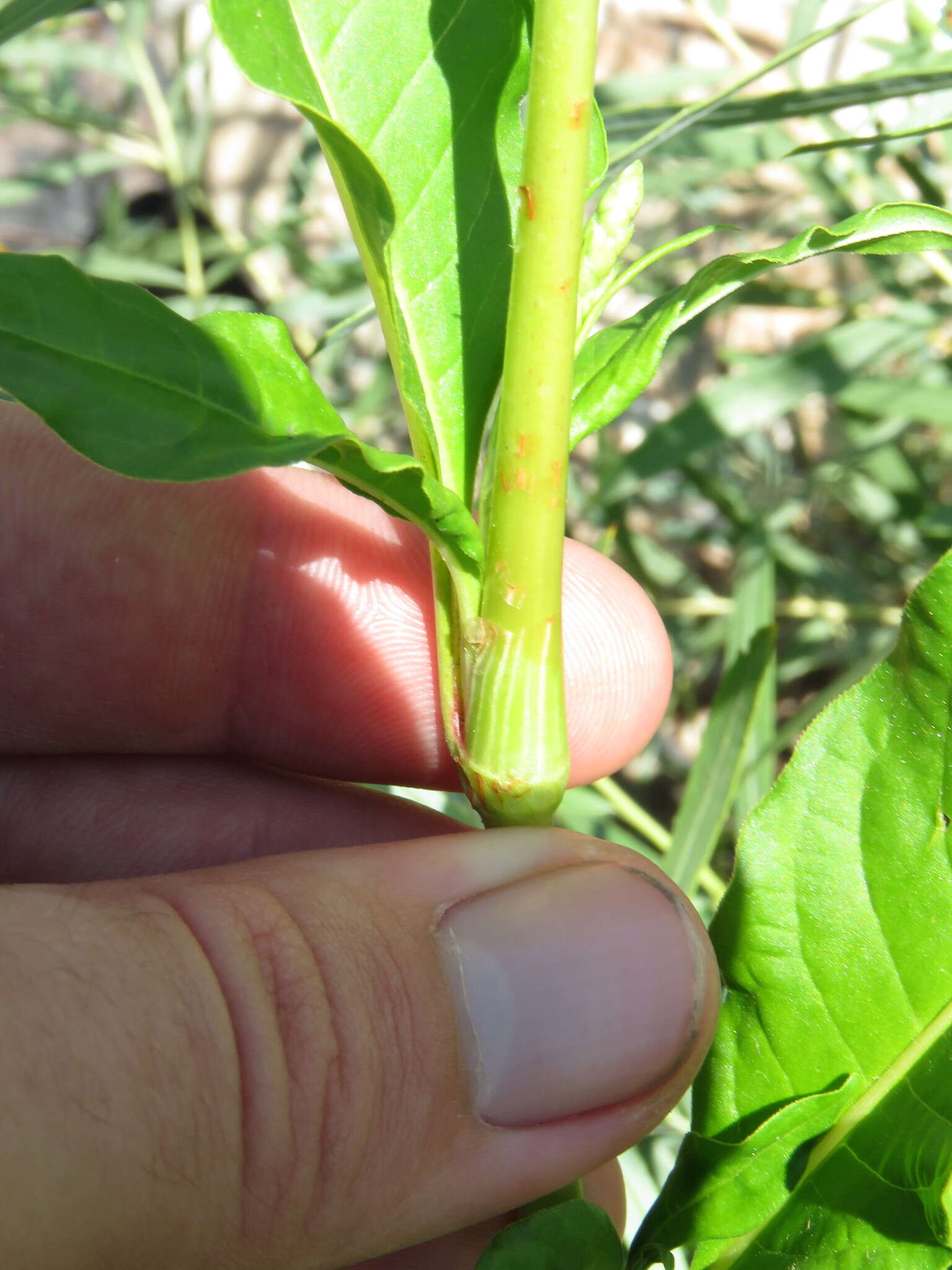 Image de Persicaria pensylvanica (L.) M. Gómez