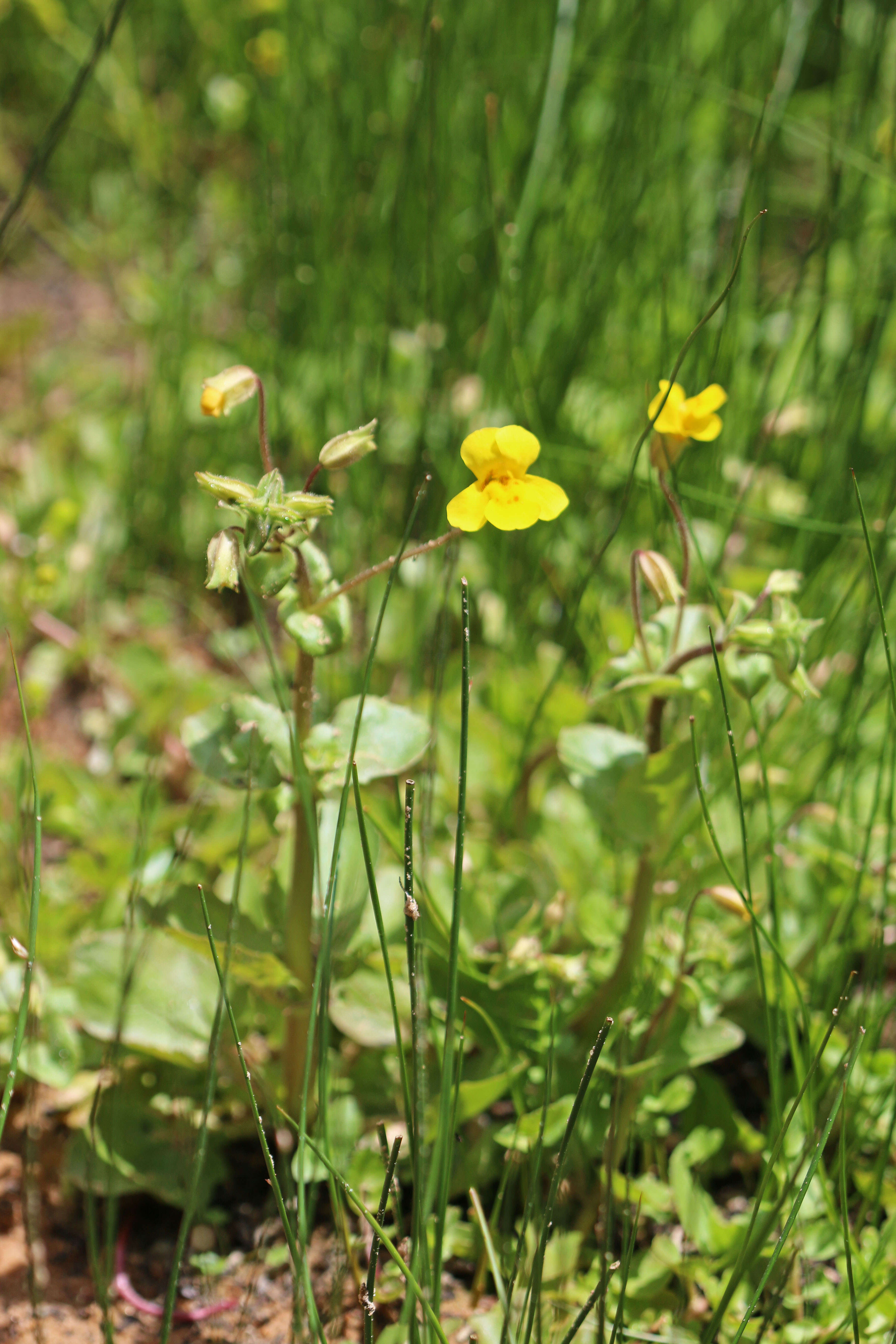 Image of Erythranthe guttata (DC.) G. L. Nesom