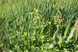 Image of Erythranthe guttata (DC.) G. L. Nesom