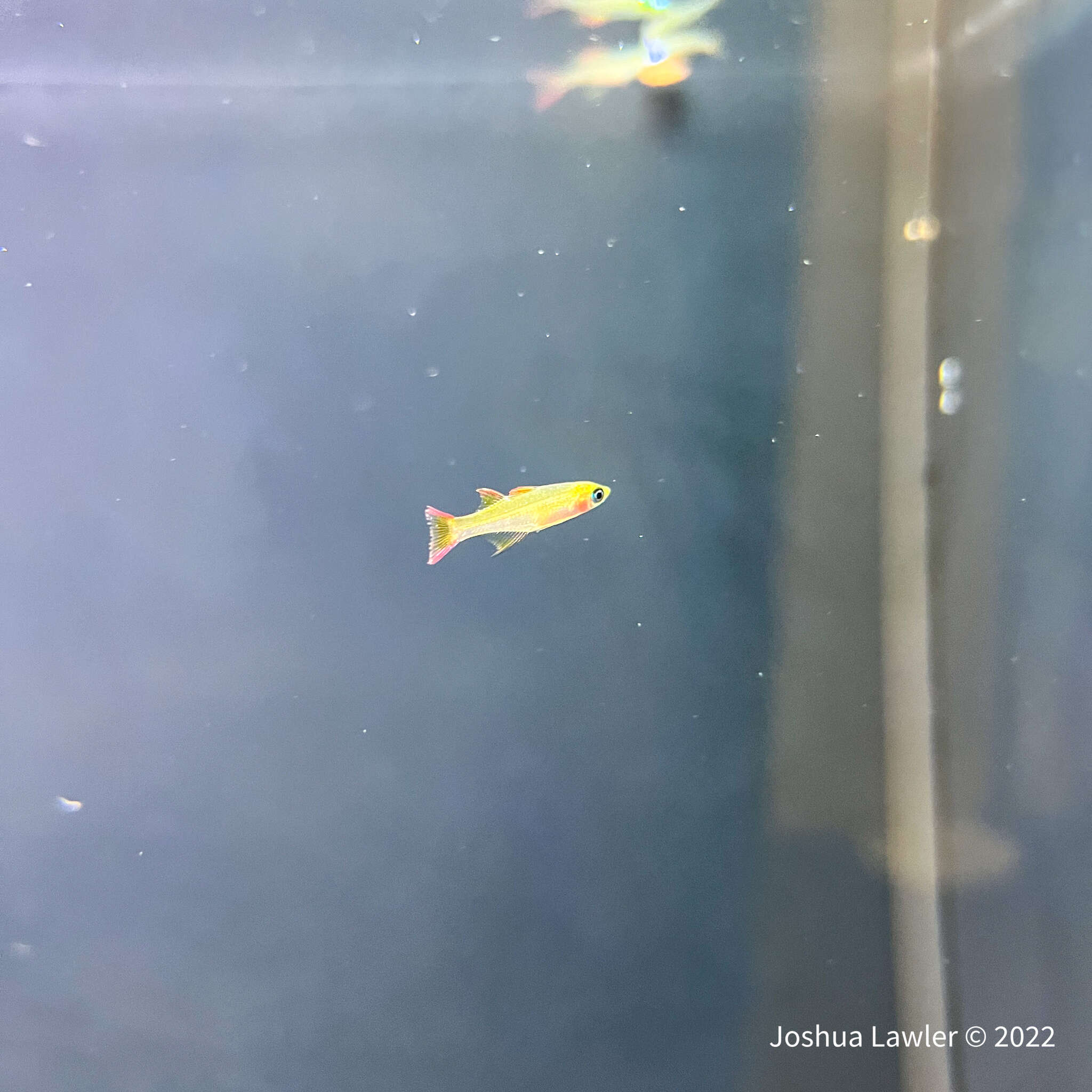 Image of Threadfin rainbowfish