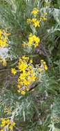 Image of Senecio carnerensis Greenm. ex Greenm.