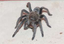 Image of Tuscan Bronze Tarantula