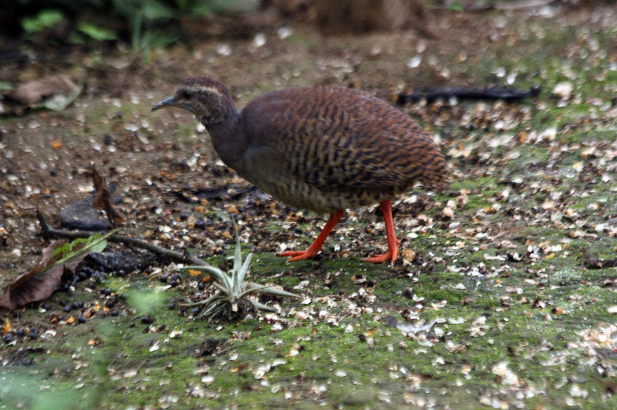 Image of Pale-browed Tinamou