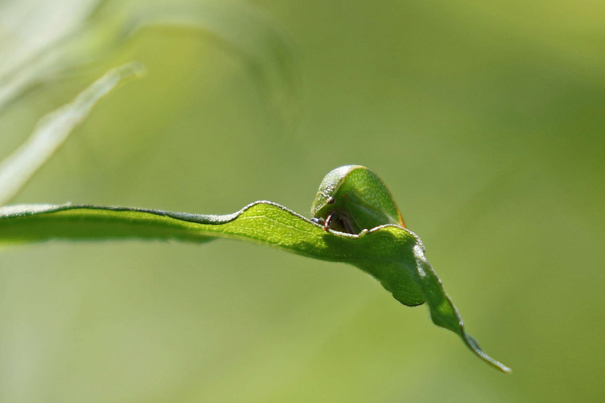 Imagem de Tortistilus inermis Fabricius