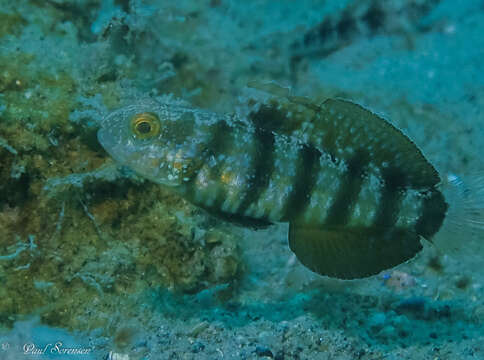 صورة Amblygobius sphynx (Valenciennes 1837)