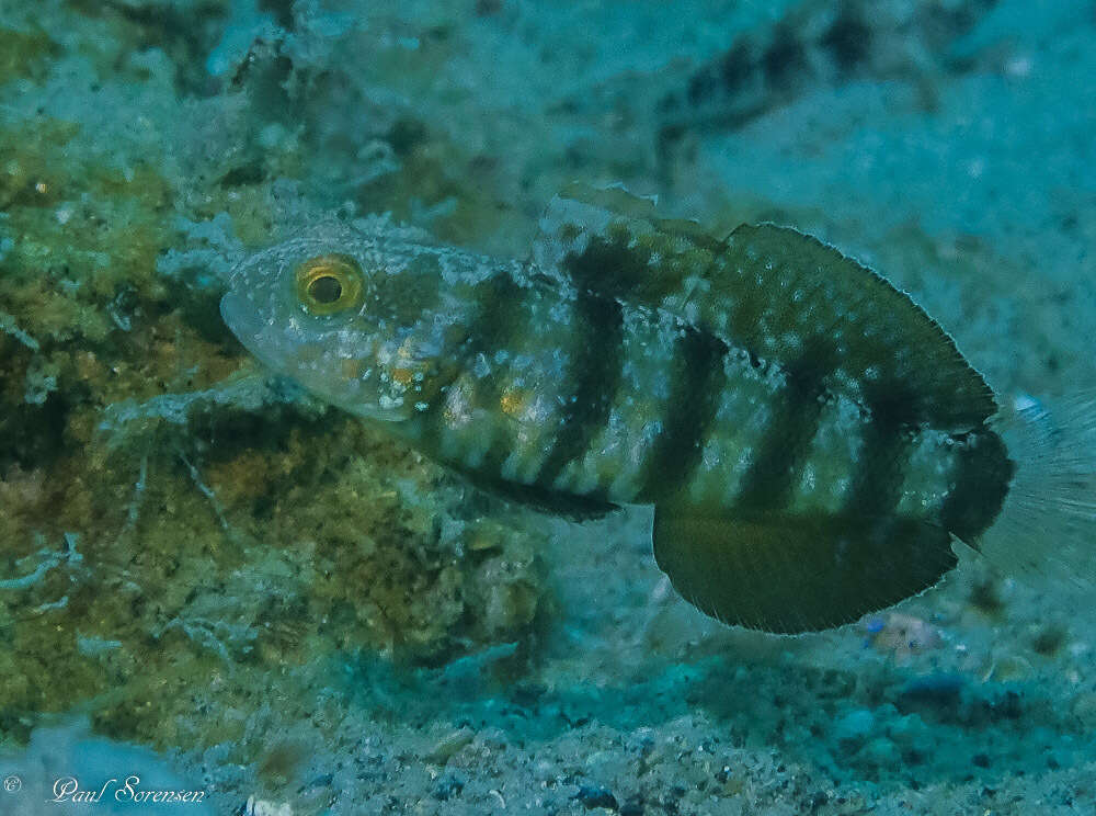 Image of Sphinx goby