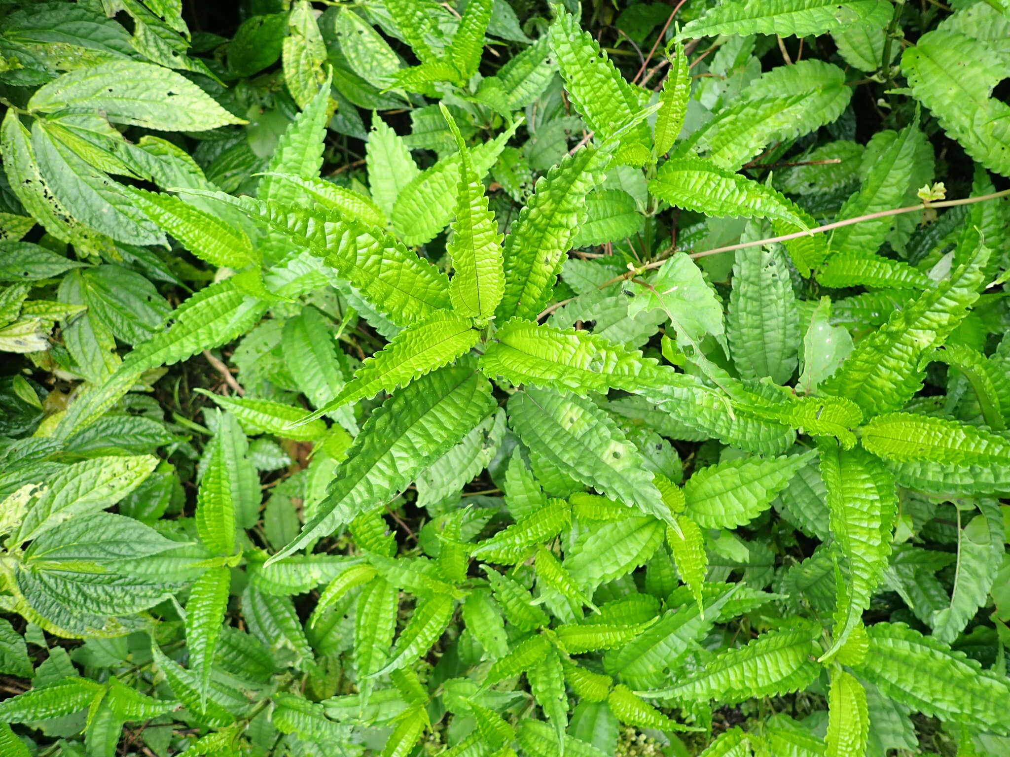 Image of Pilea angulata (Bl.) Bl.