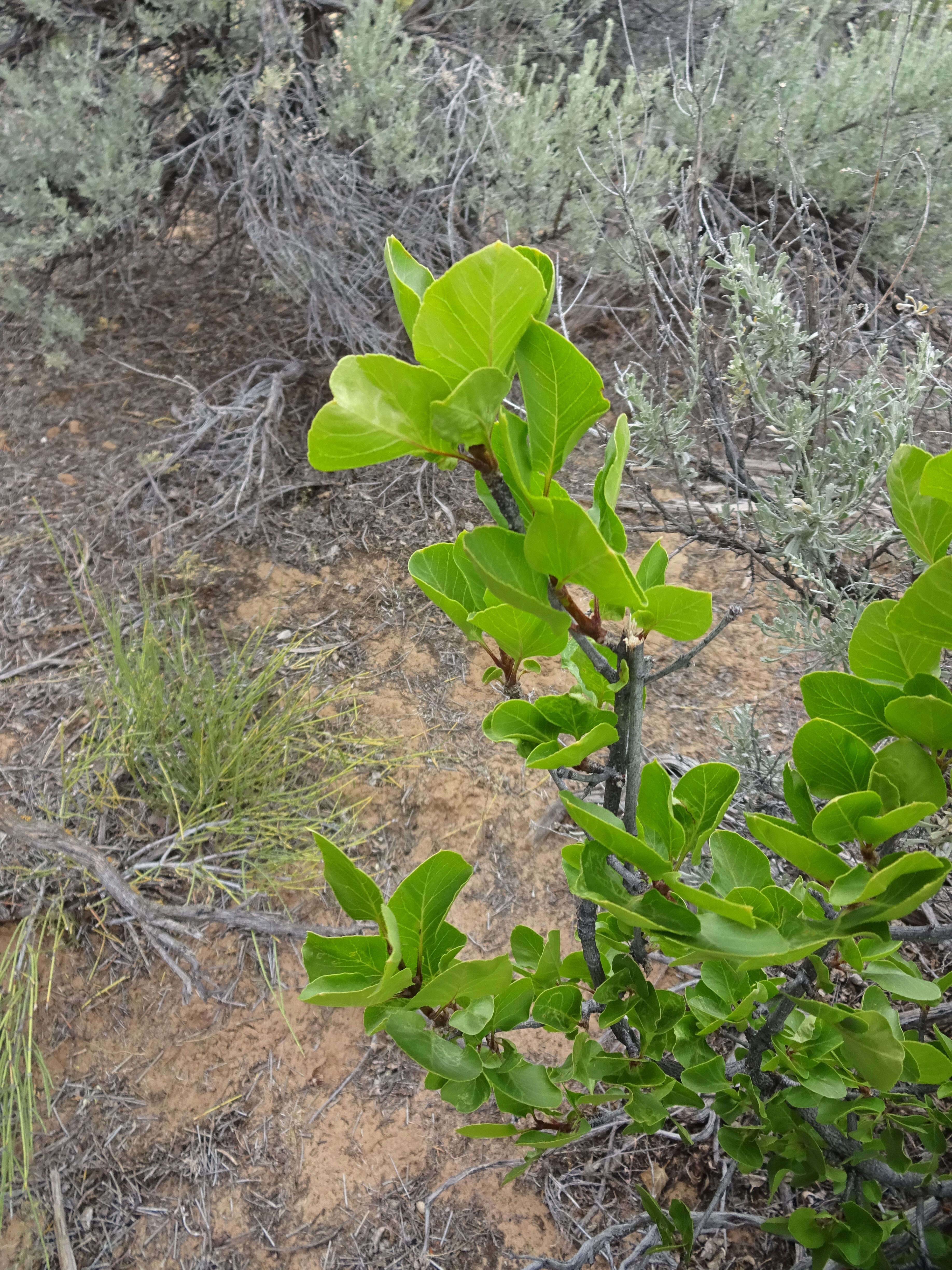 Image of single-leaf ash