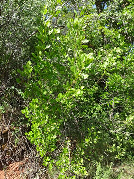 Image of Gambel Oak