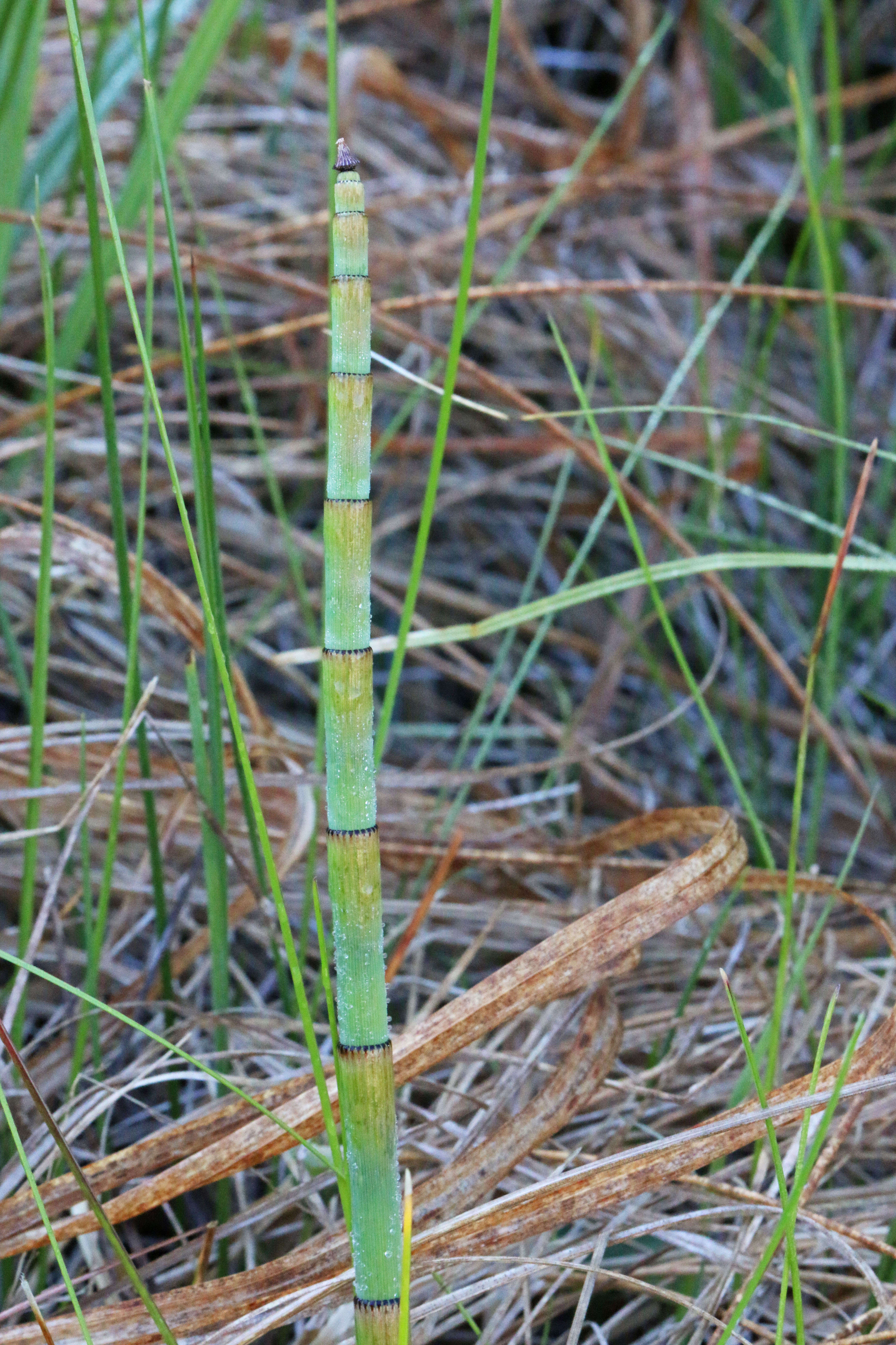 Image of smooth horsetail
