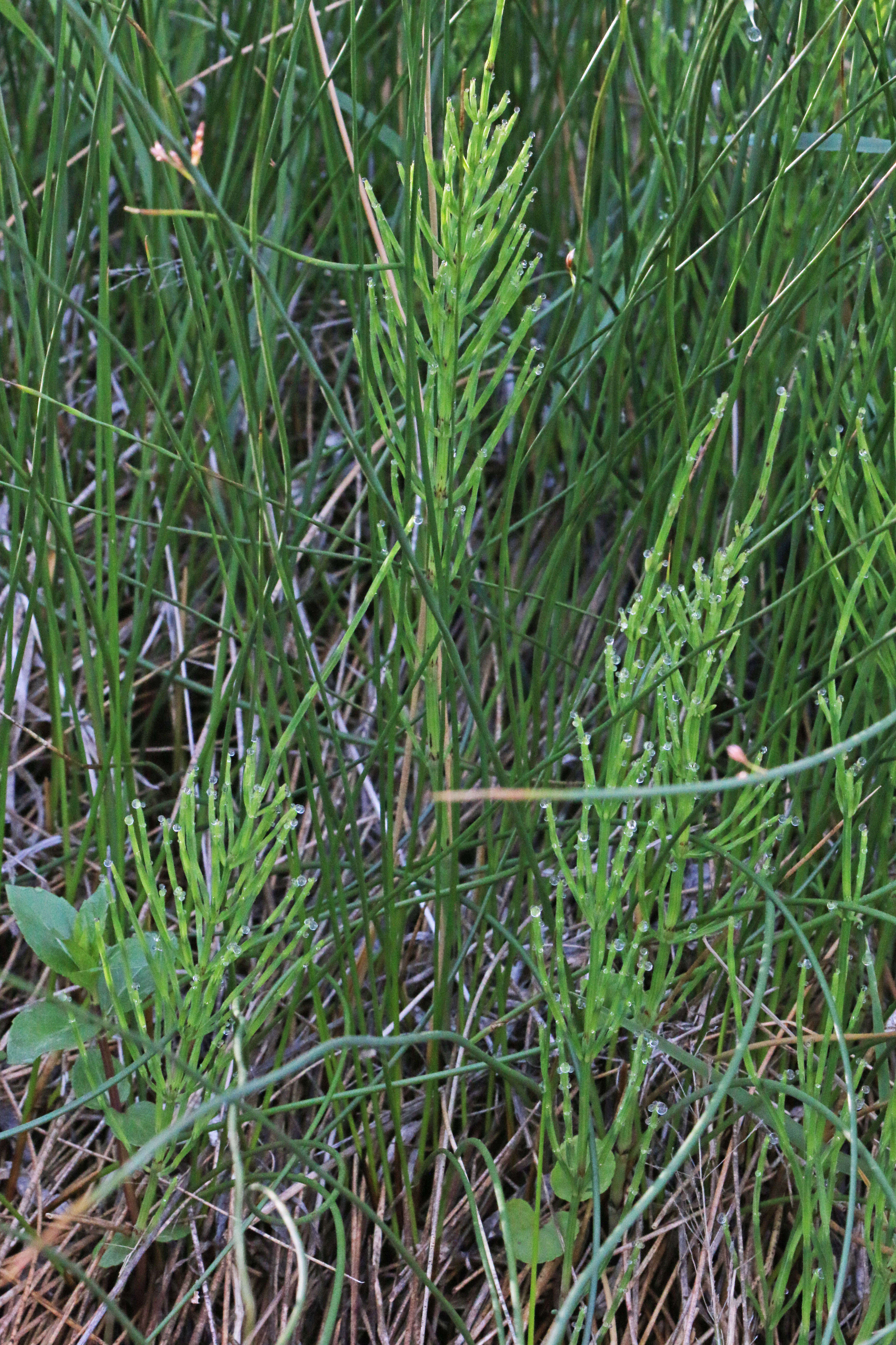 Image of field horsetail