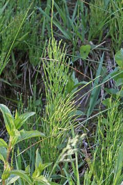 Image of field horsetail