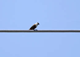 Image of Marsh Seedeater