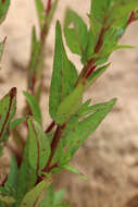 Image of american willowherb