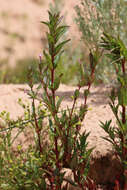 Image of american willowherb