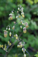 Image of Fendler's meadow-rue