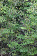 Image of Fendler's meadow-rue