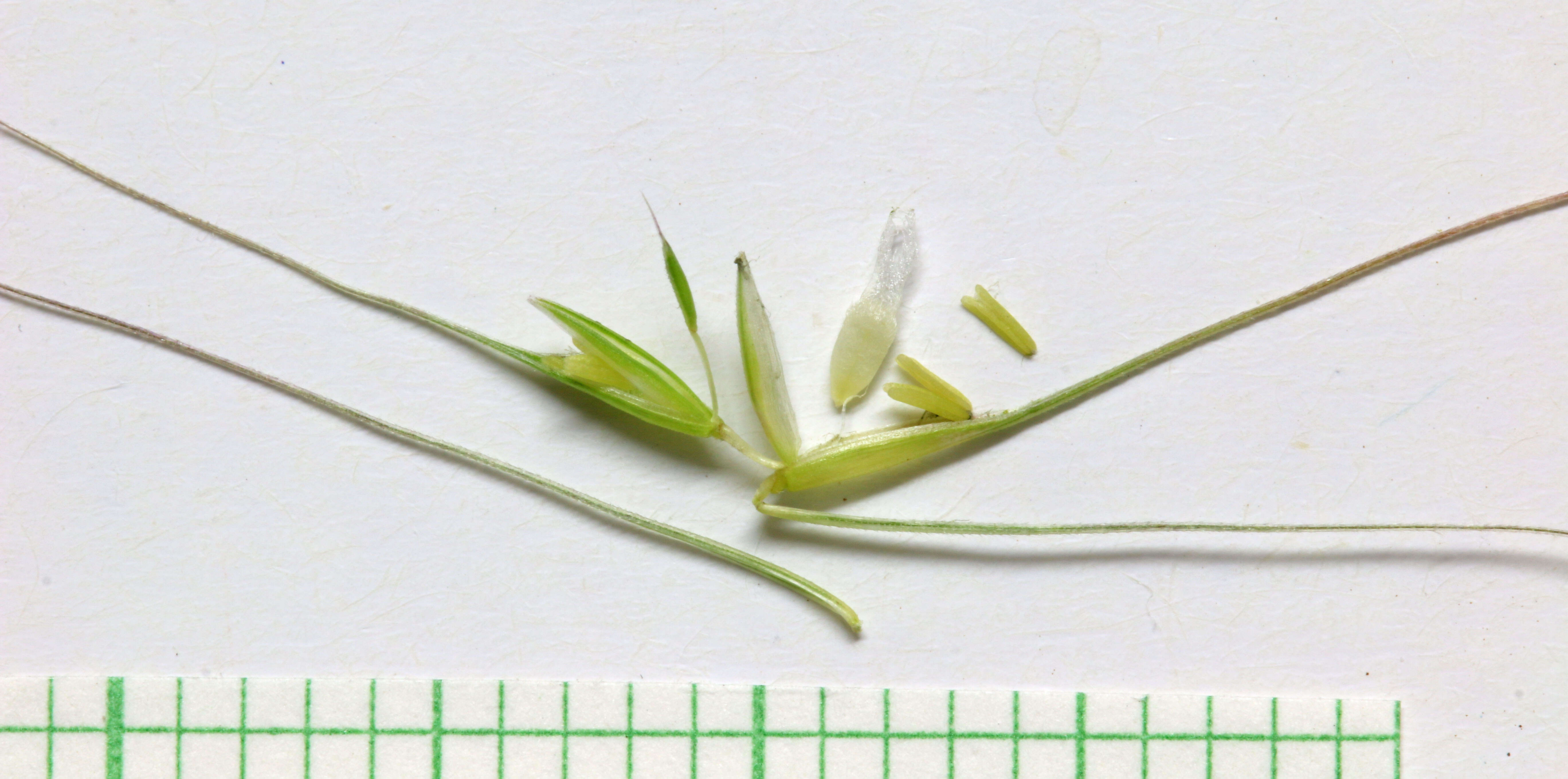 Imagem de Elymus elymoides (Raf.) Swezey