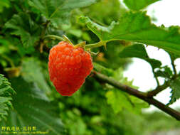 صورة Rubus corchorifolius L. fil.