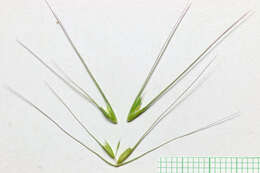 Imagem de Elymus elymoides (Raf.) Swezey