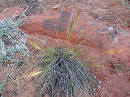 Imagem de Elymus elymoides (Raf.) Swezey