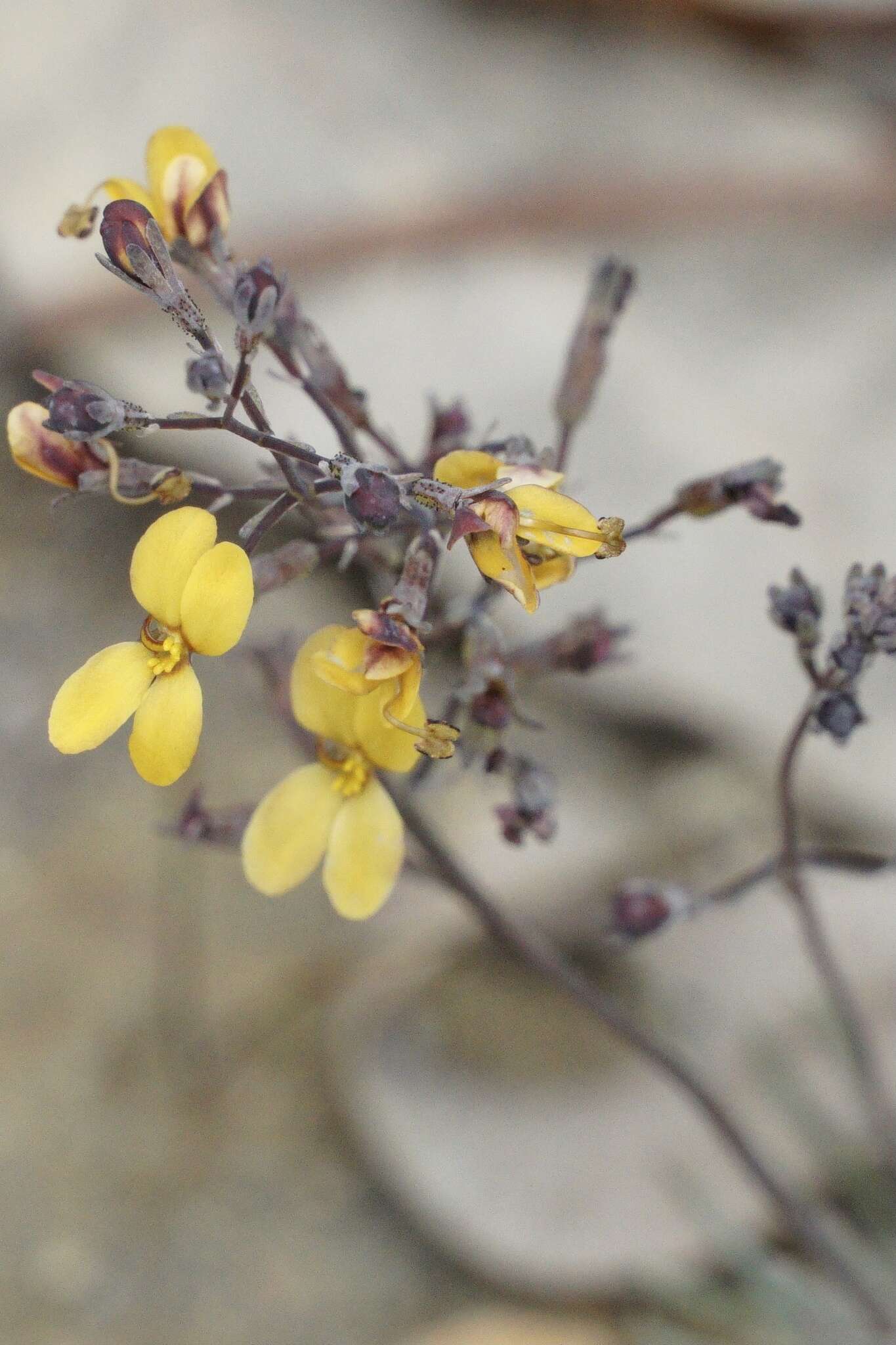 Image of Stylidium luteum R. Br.