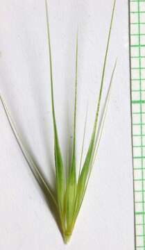 Hordeum murinum L.的圖片