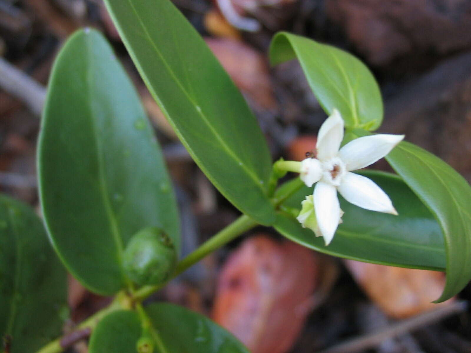 صورة Cyclophyllum letocartiorum Mouly