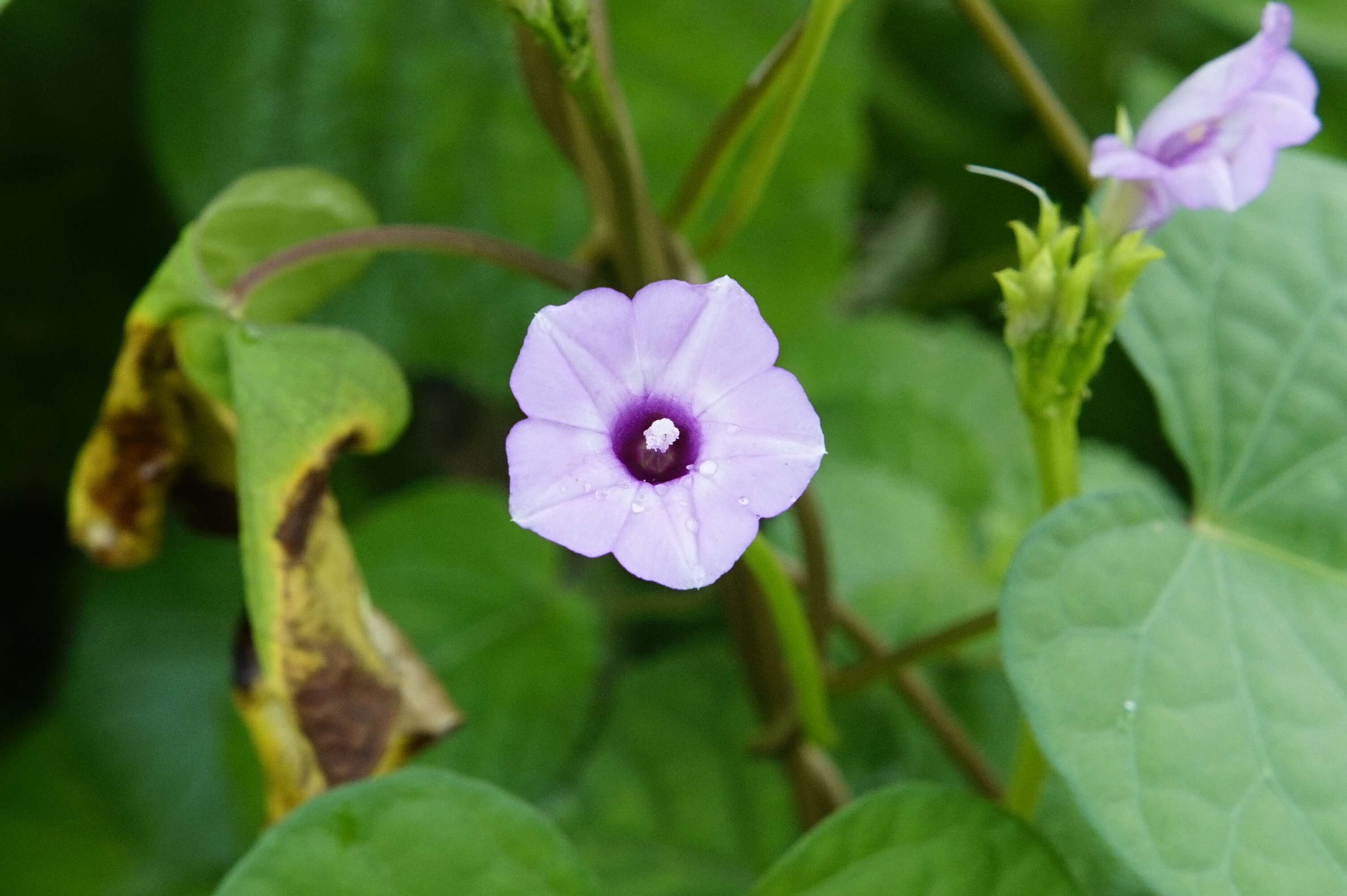 Plancia ëd Ipomoea triloba L.