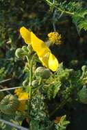 Image of Elephant's ear