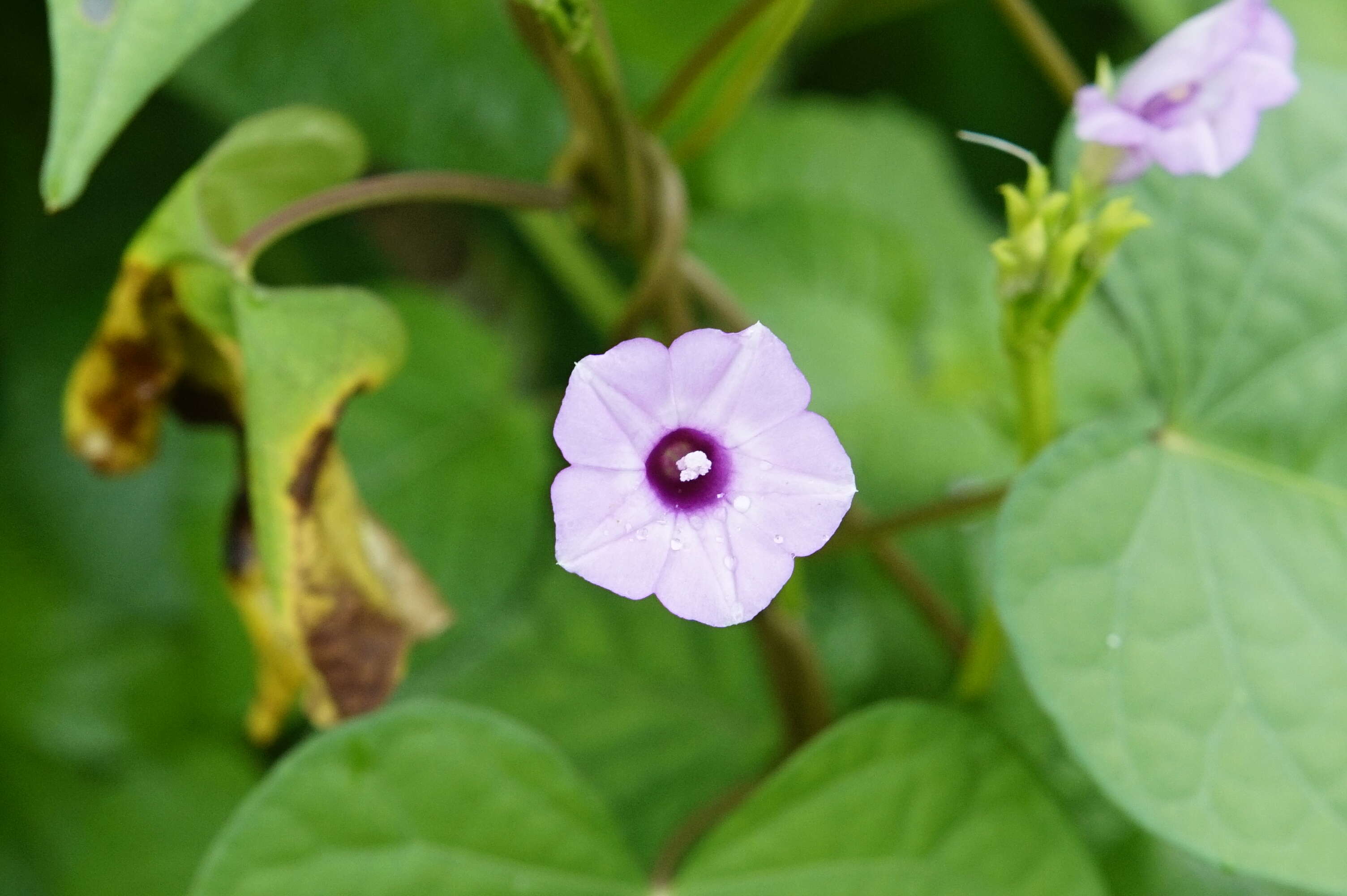 Plancia ëd Ipomoea triloba L.