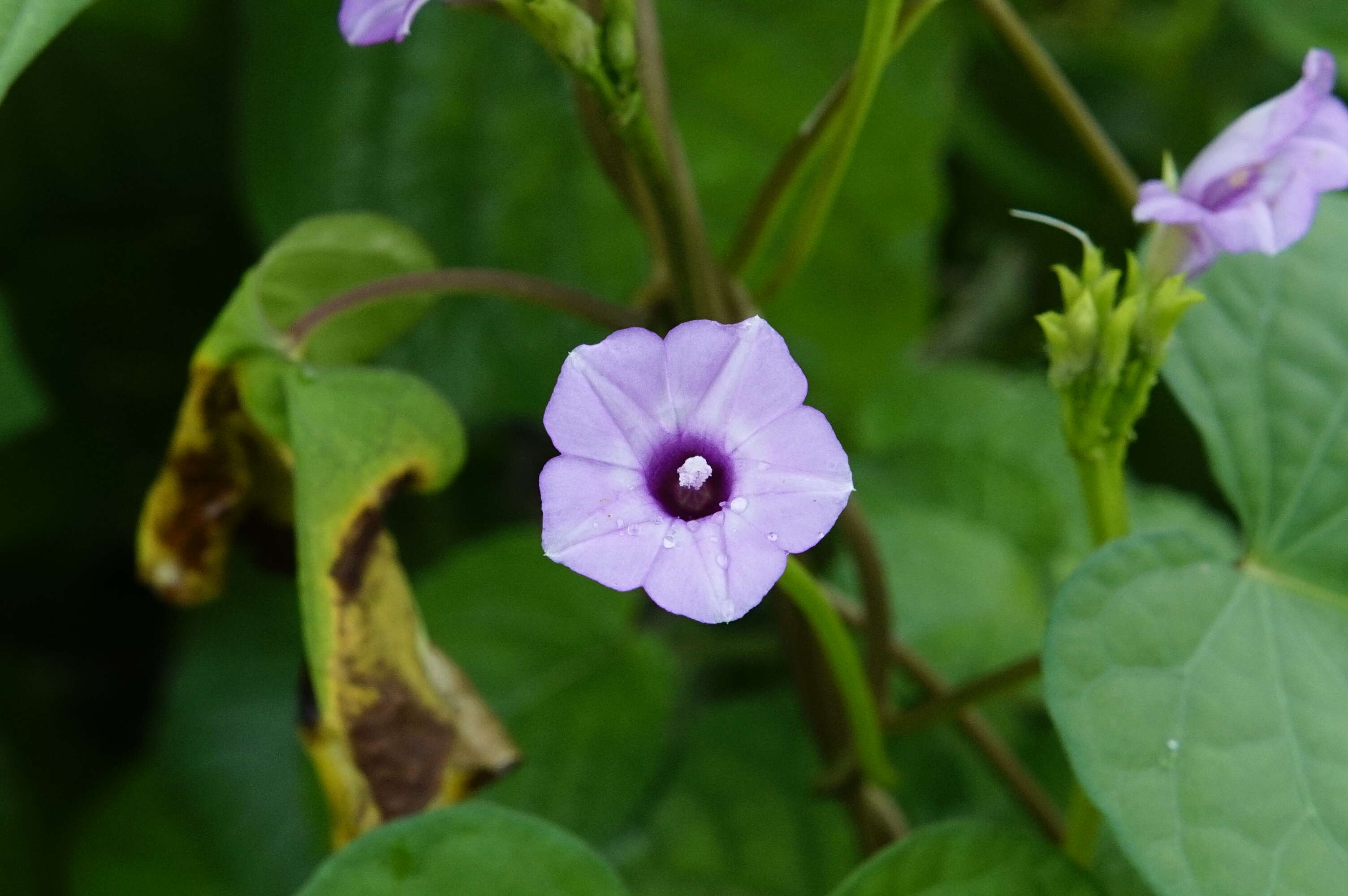 Plancia ëd Ipomoea triloba L.