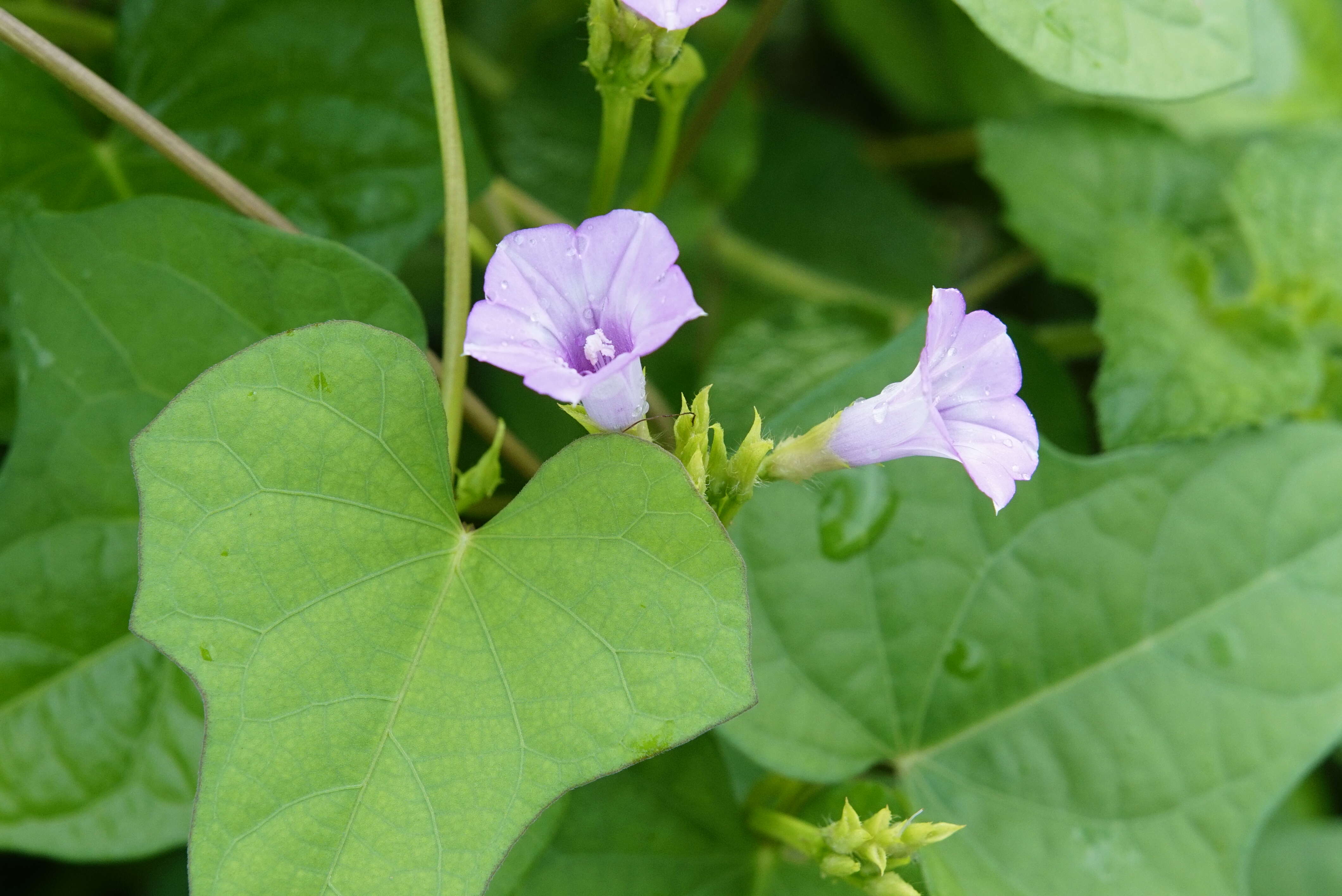 Plancia ëd Ipomoea triloba L.