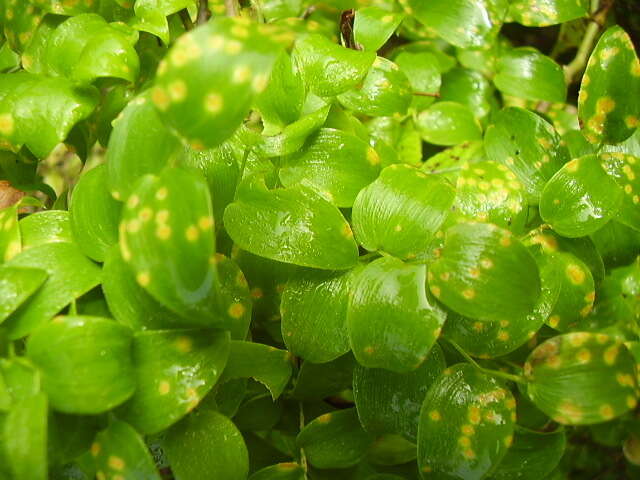 Imagem de Puccinia myrsiphylli (Thüm.) G. Winter 1884