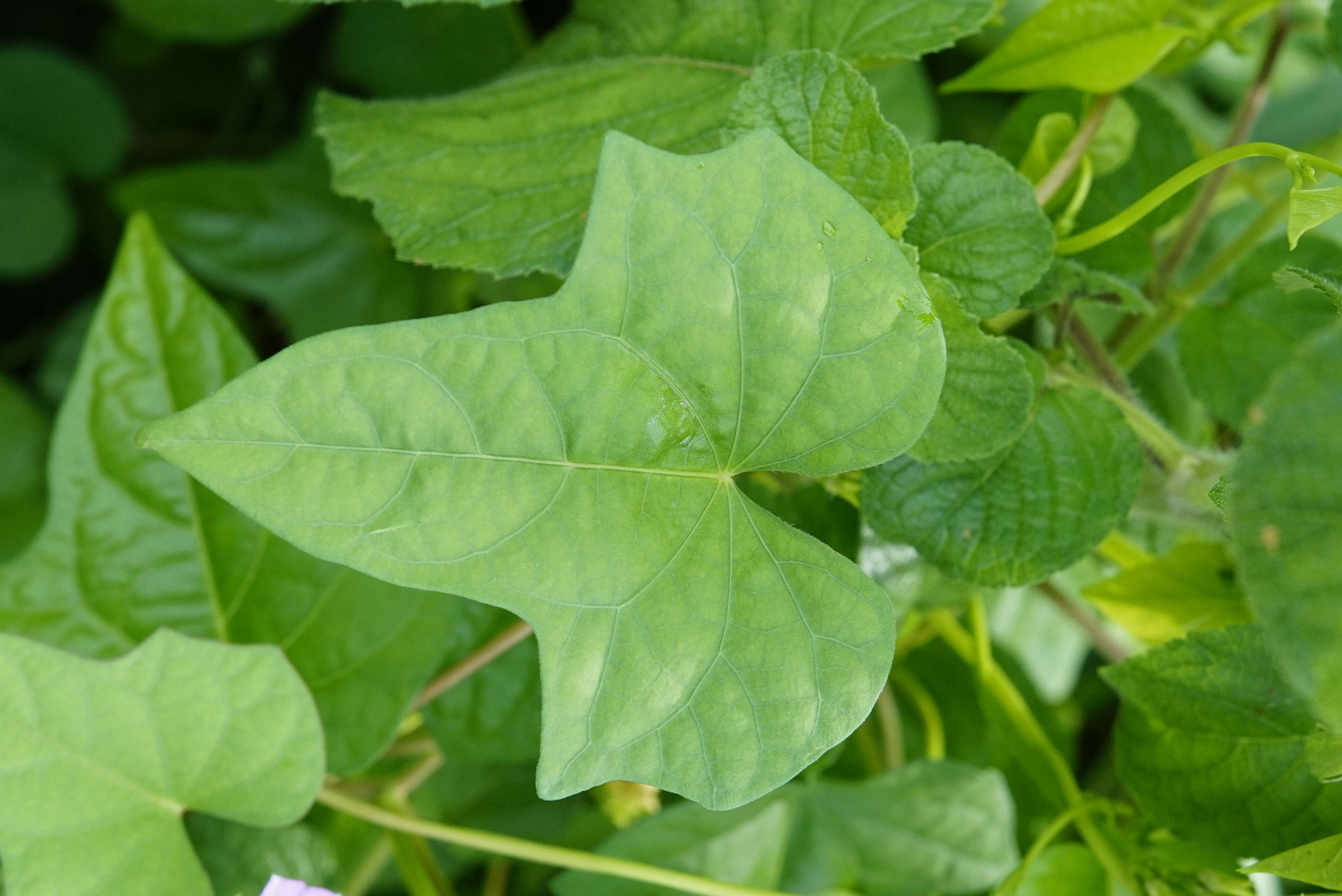 Plancia ëd Ipomoea triloba L.