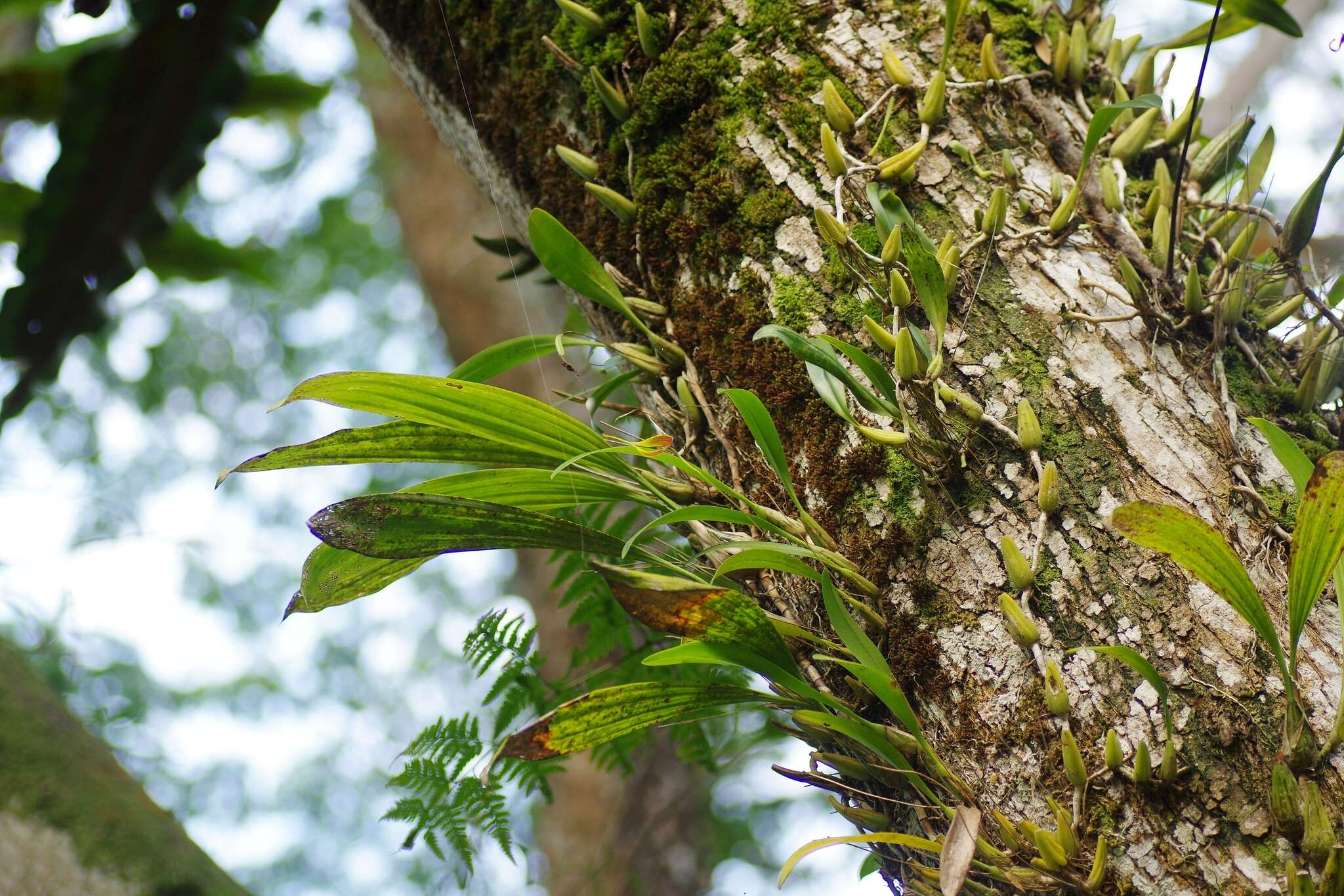 Image of Red horntail orchid