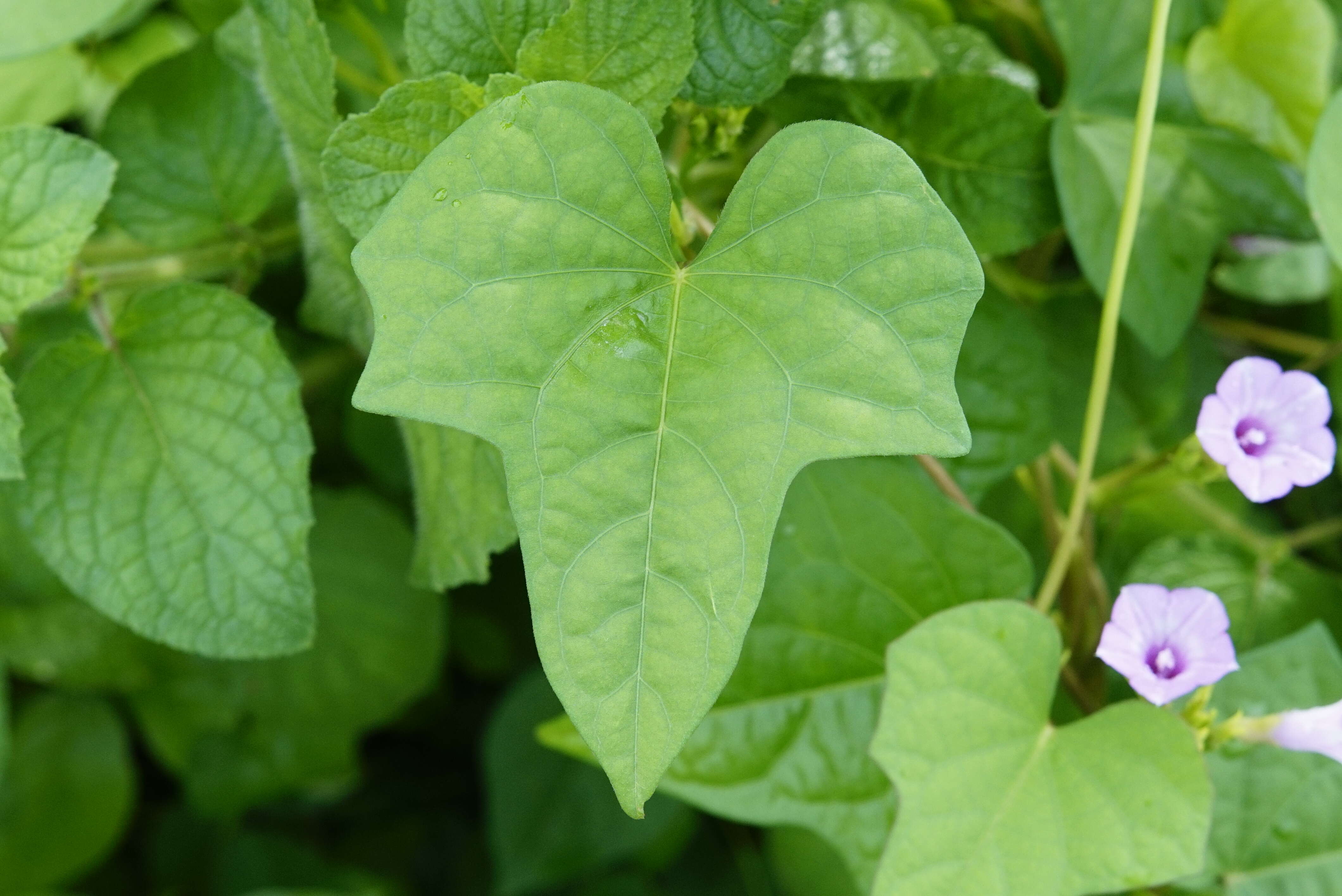 Plancia ëd Ipomoea triloba L.