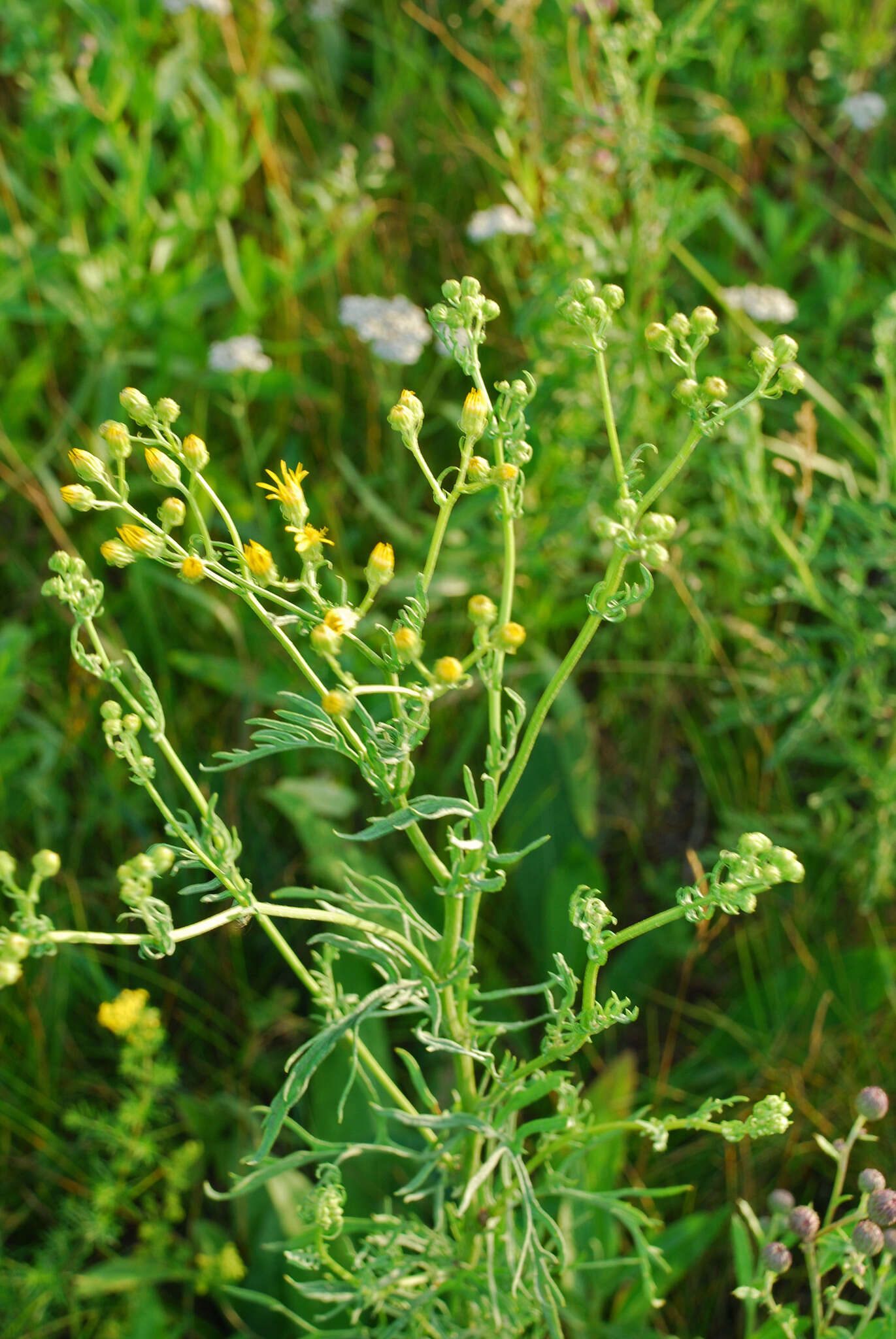 Image of hoary ragwort