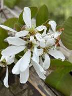 Image of Amelanchier amabilis Wiegand