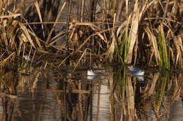 Image of Altai Brown Frog (Altai Mountains Populations)